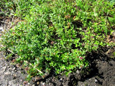 20120715Thymus_pulegioides6