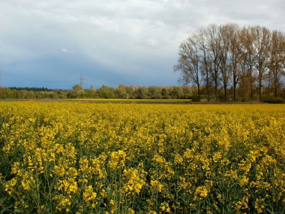 20120422Rapsfeld_Altlussheim4