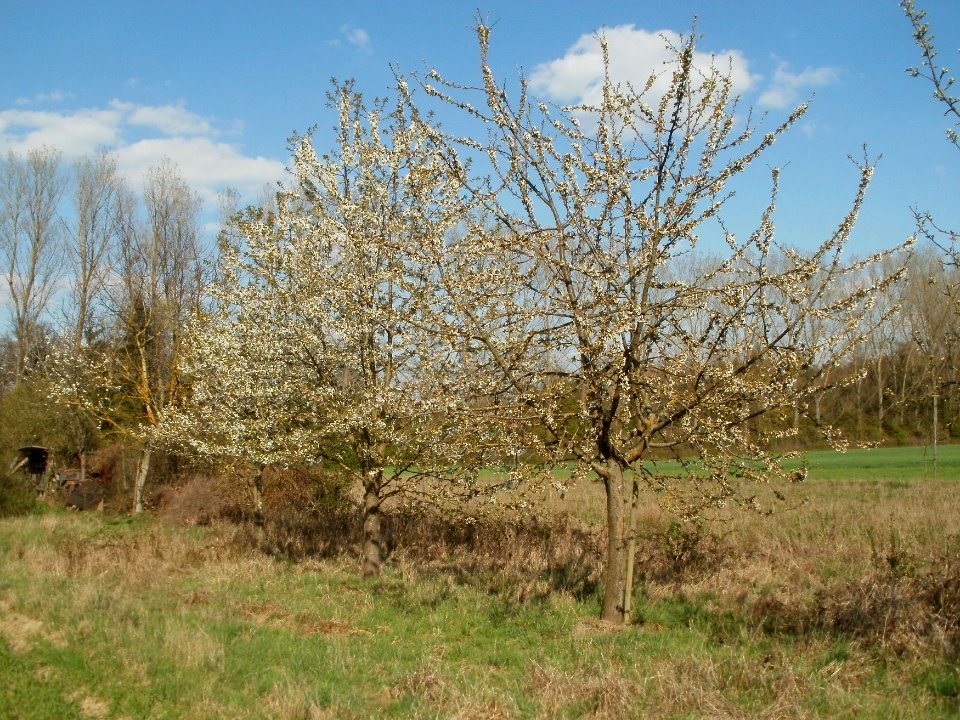 20120408Streuobstwiese_Altlussheim1