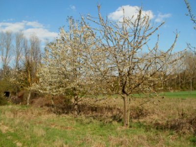 20120408Streuobstwiese_Altlussheim1