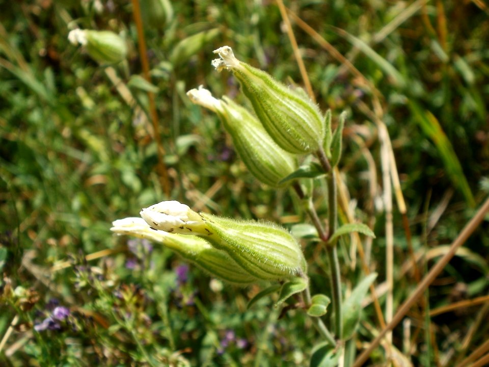 20120707Weisse_Lichtnelke_Hockenheim1