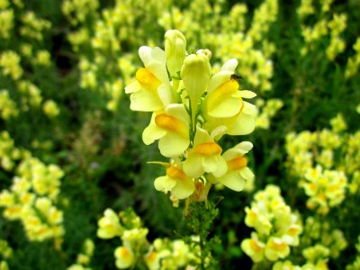 20120713Linaria_vulgaris1