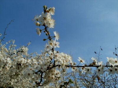 20120327Fruehling_Hockenheim7