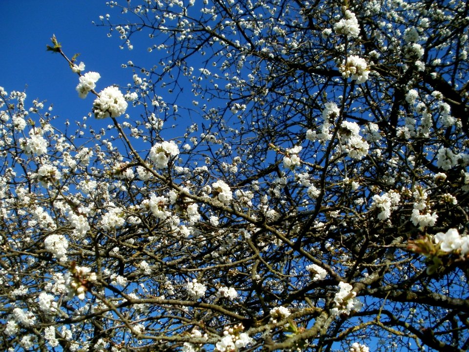 20120401Streuobstwiese_Altlussheim07