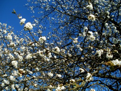 20120401Streuobstwiese_Altlussheim07