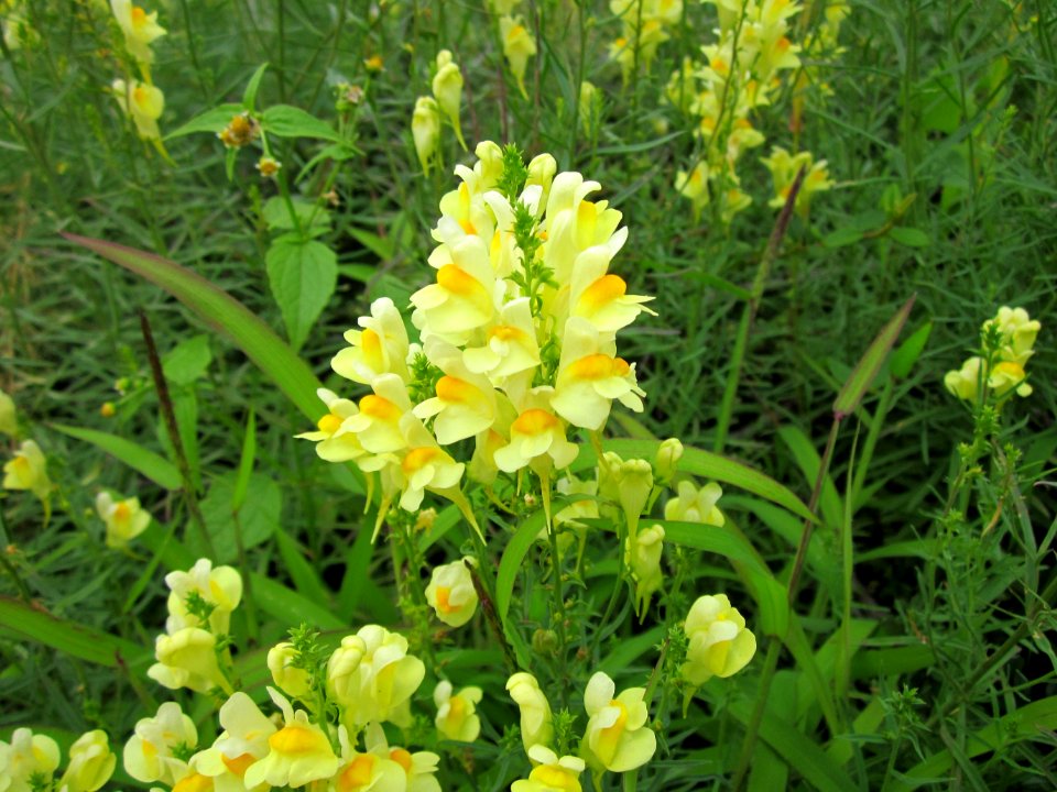 20120713Linaria_vulgaris3