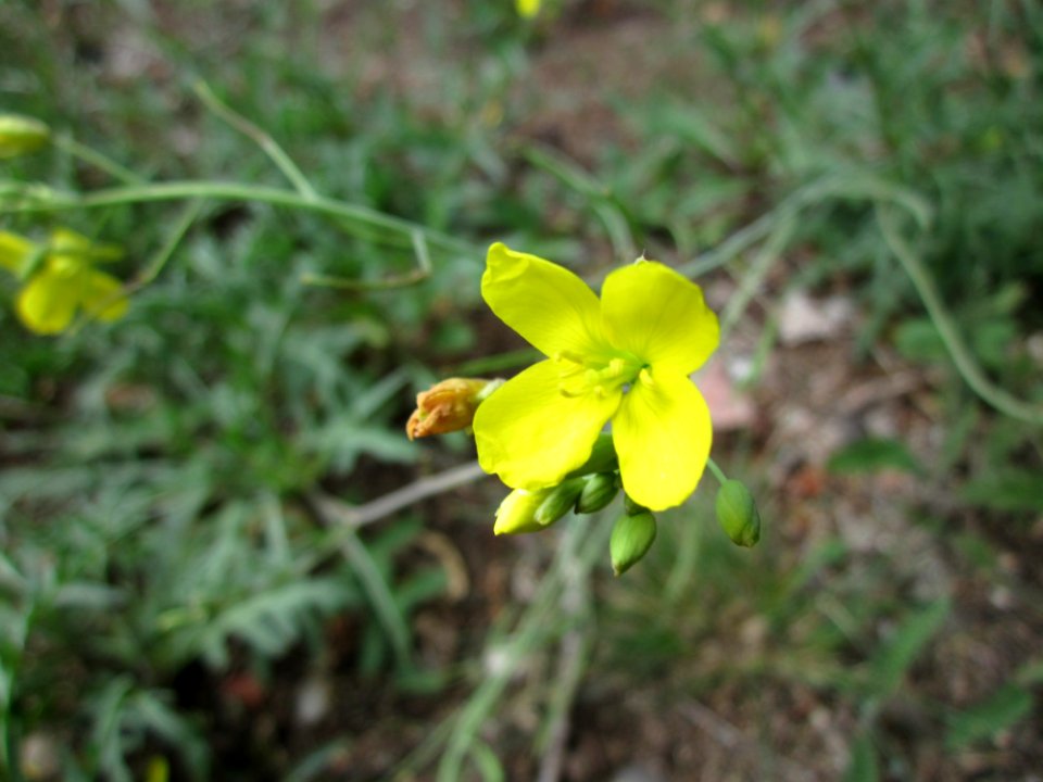 20120714Diplotaxis_tenuifolia2