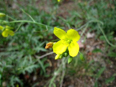20120714Diplotaxis_tenuifolia2