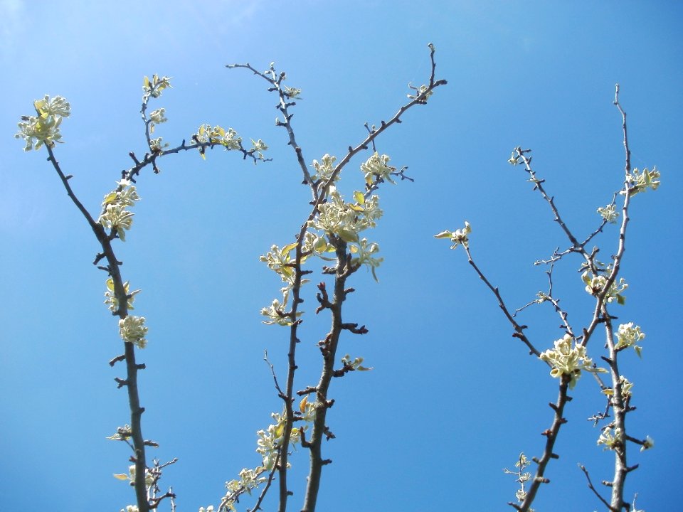 20120401Apfelbluete_Rheihausen08