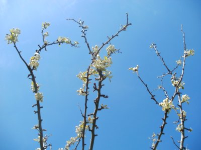 20120401Apfelbluete_Rheihausen08