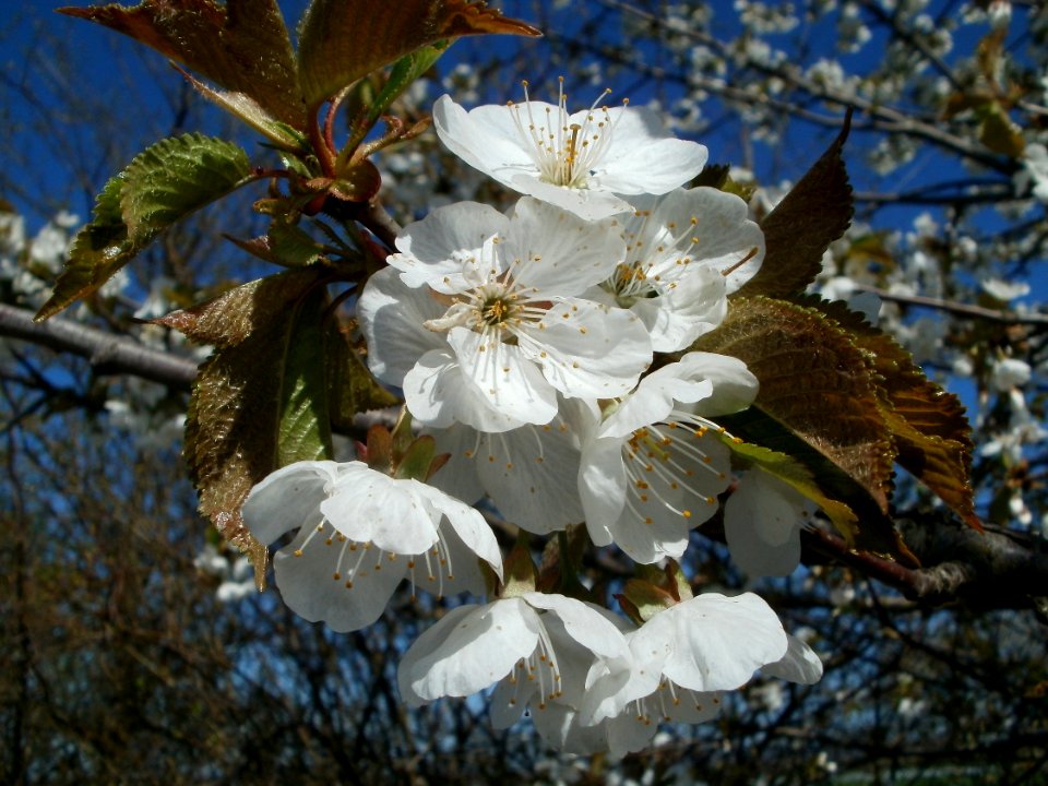 20120401Kirschbluete_Reilingen08