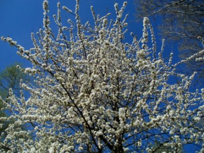20120401Kirschbluete_Rheihausen01