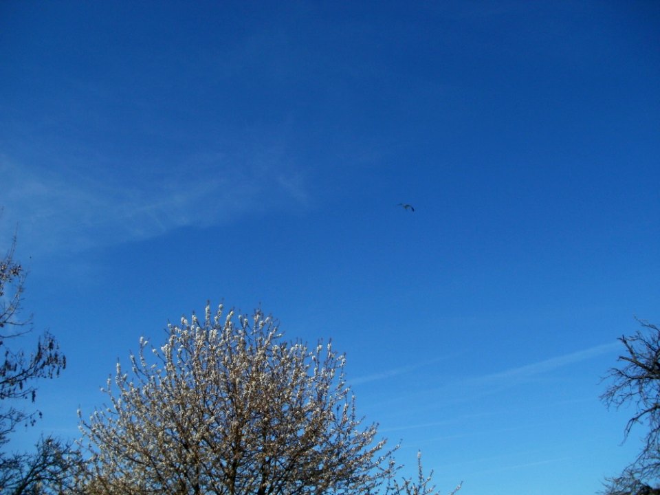 20120401Kirschbluete_Rheihausen04