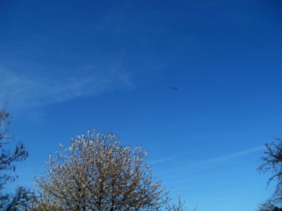 20120401Kirschbluete_Rheihausen04