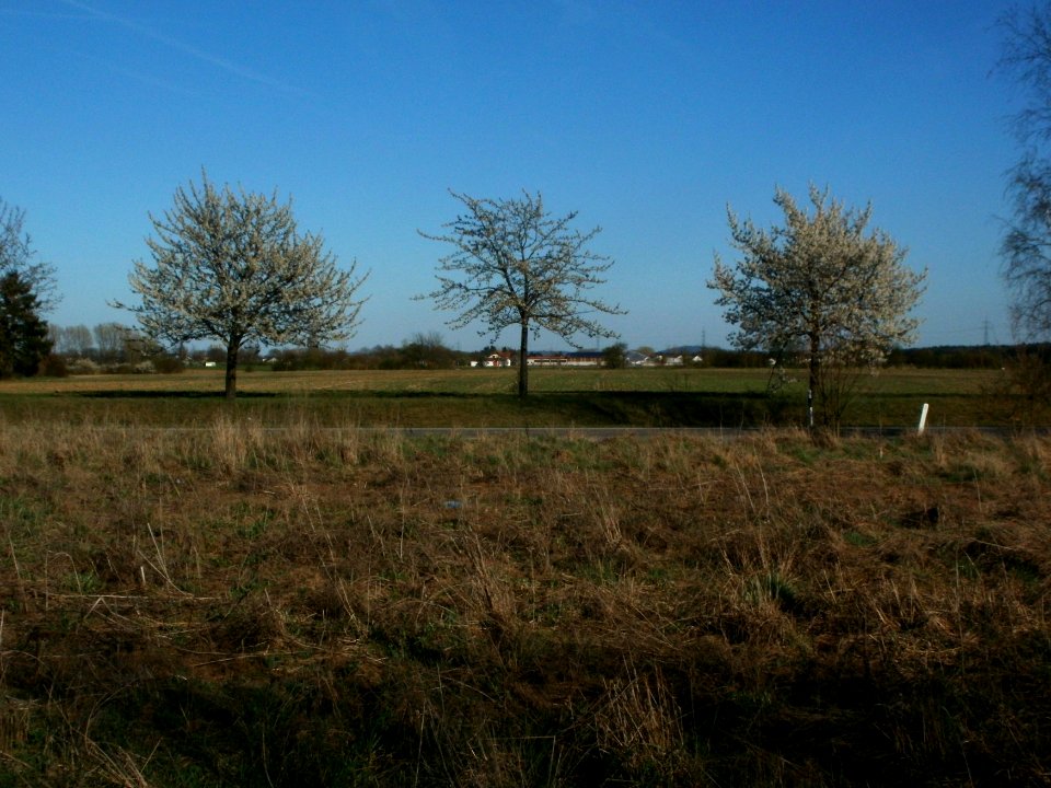 20120401Kirschbluete_Neulussheim08