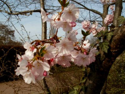 20120327Fruehling_Hockenheim1