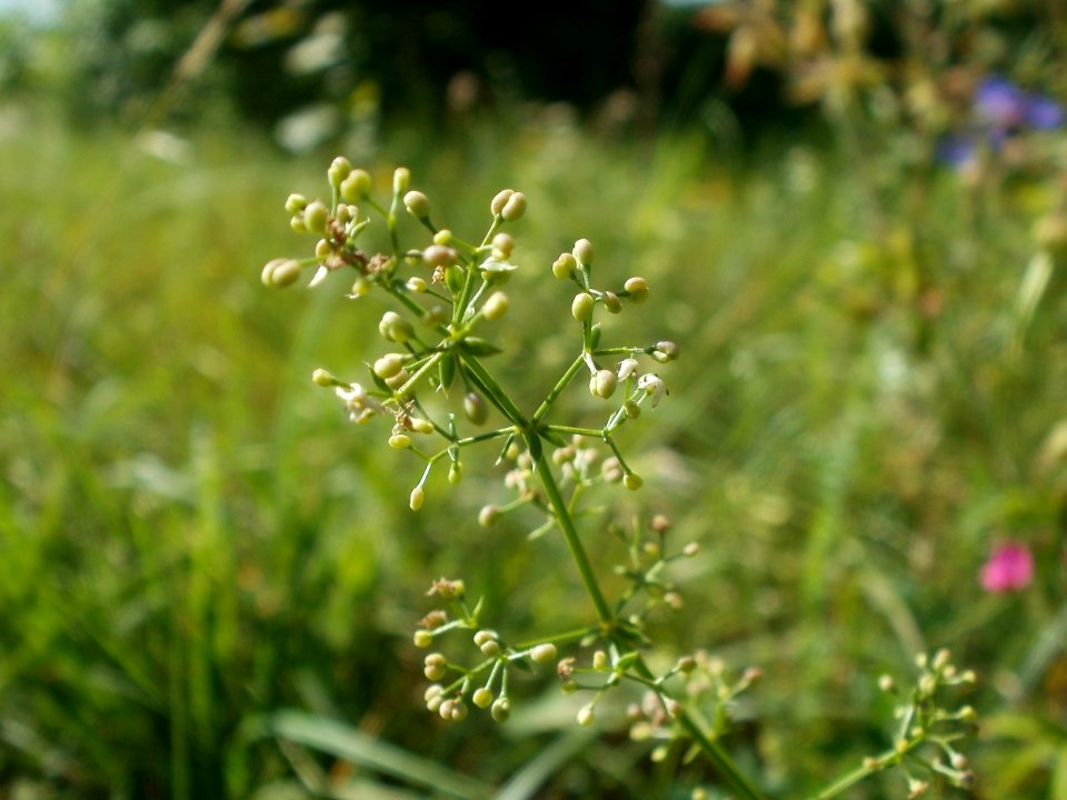 20120707Bachwiesen_Hockenheim44