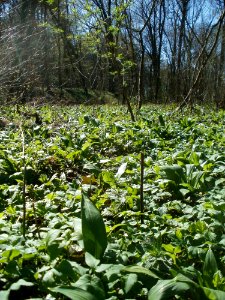 20120401Baerlauch_Altlussheim11