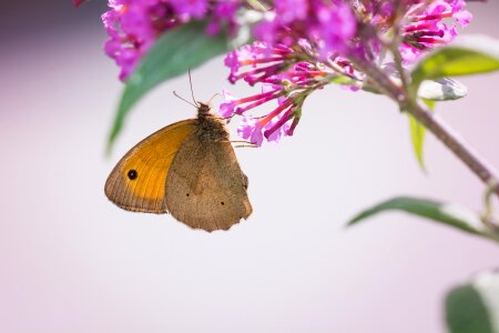 Insect nature close up photo