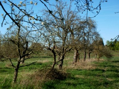 20120401Streuobstwiese_Altlussheim03