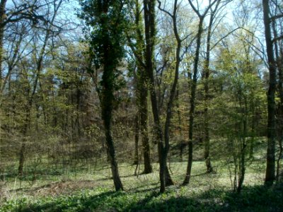 20120401Baerlauch_Altlussheim02