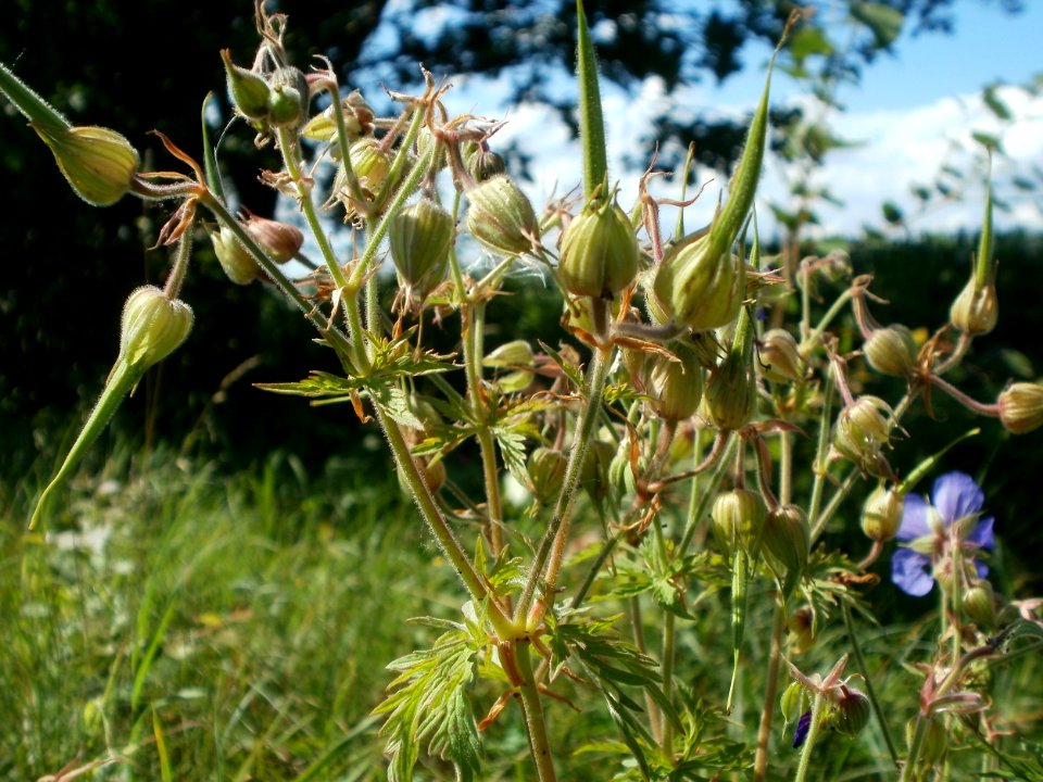 20120707Bachwiesen_Hockenheim46