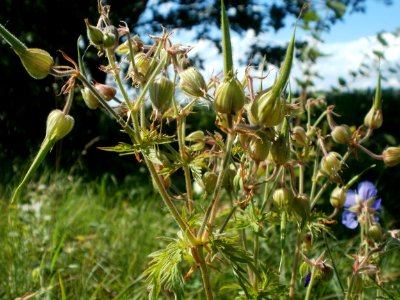20120707Bachwiesen_Hockenheim46