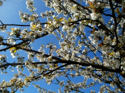 20120401Kirschbluete_Reilingen03