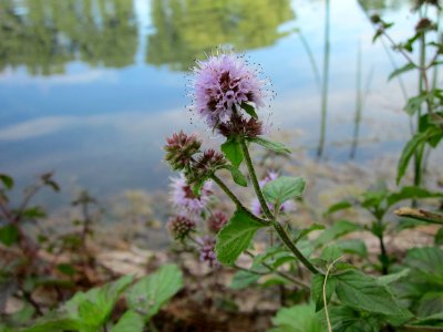 20120812Reilinger_See09