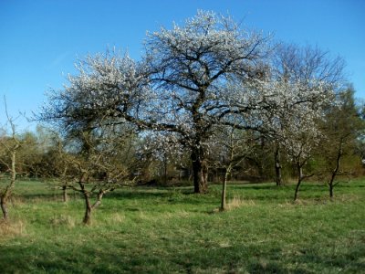 20120401Streuobstwiese_Altlussheim05