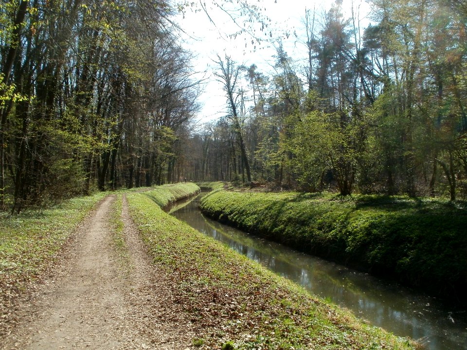 20120408Kriegbach_Altlussheim1