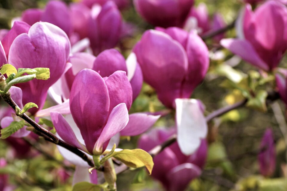 Flowering flower pink photo