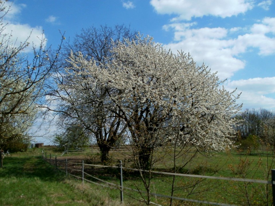 20120408Streuobstwiese_Reilingen2