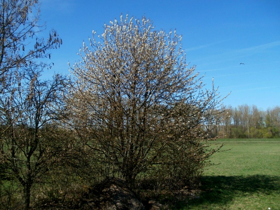 20120401Kirschbluete_Rheihausen03