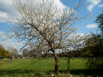 20120408Kirschbaum_Reilingen4