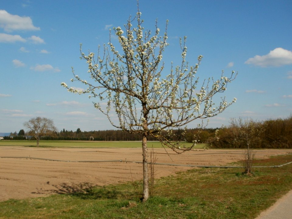 20120408Streuobstwiese_Altlussheim4