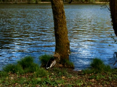 20120429Anas_platyrhynchos