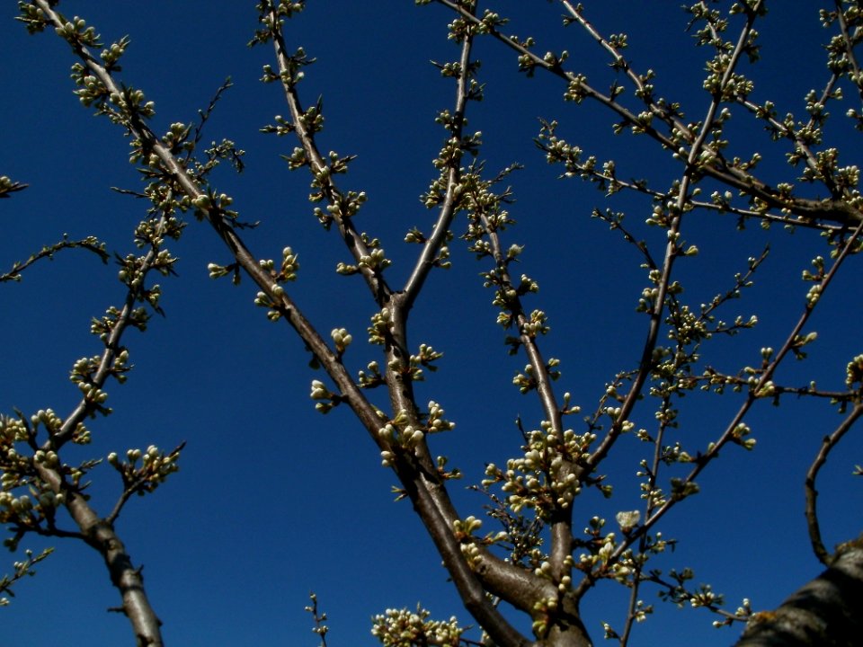 20120401Apfelbluete_Hockenheim5