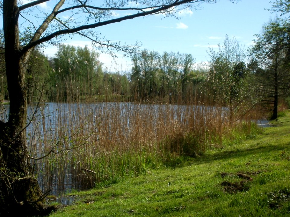 20120429Burbacher_Waldweiher07