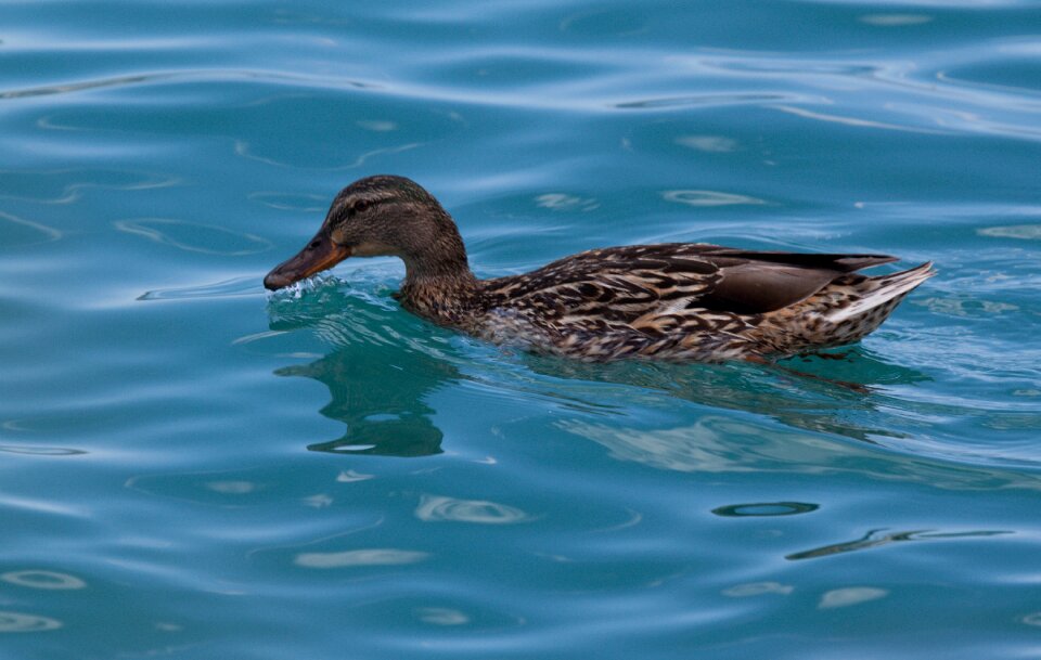 Water bird pond nature