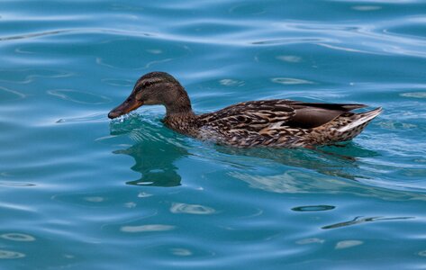 Water bird pond nature photo