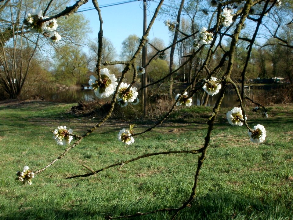 20120401Streuobstwiese_Altlussheim09