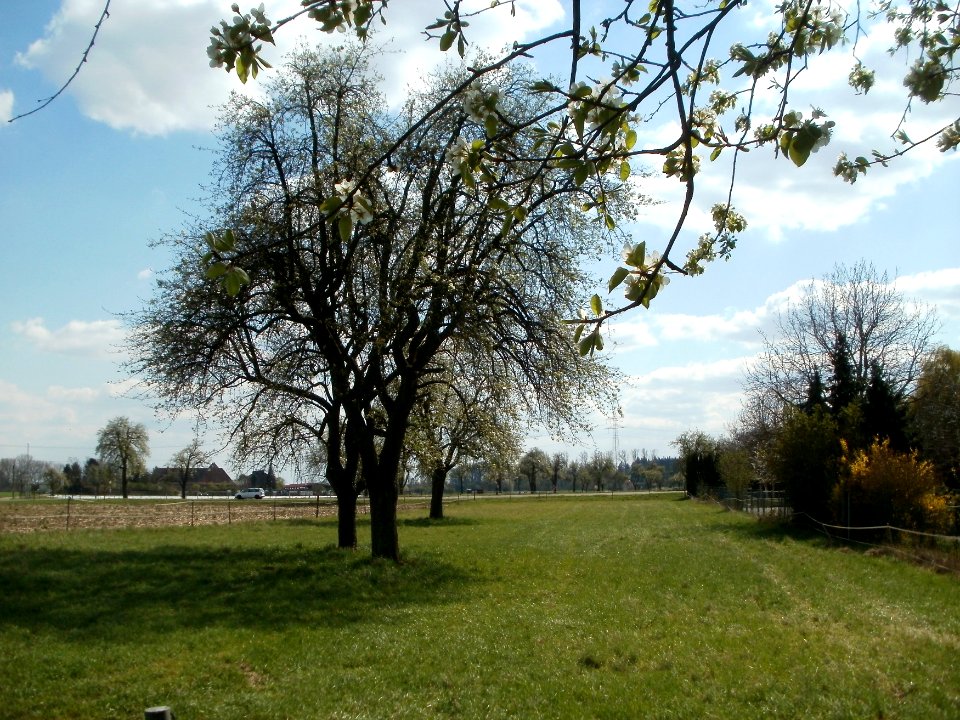 20120408Streuobstwiese_Reilingen8