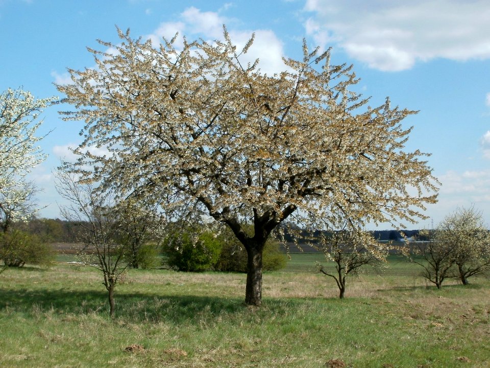 20120408Streuobstwiese_Hockenheim3