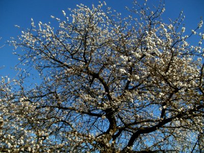 20120401Streuobstwiese_Altlussheim06