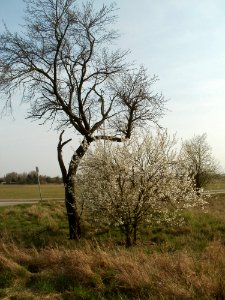 20120327Fruehling_Hockenheim8