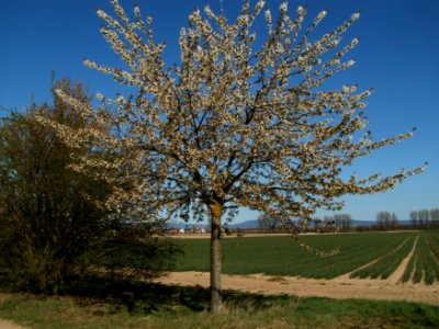 20120401Kirschbluete_Reilingen01