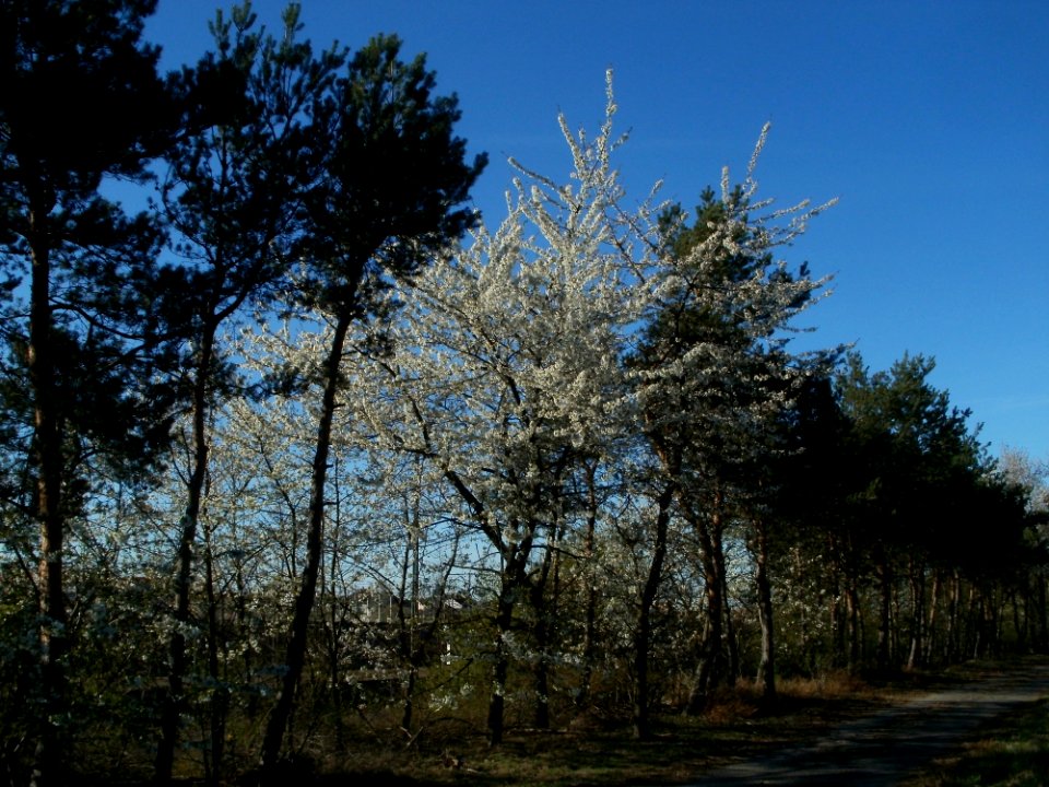 20120401Kirschbluete_Neulussheim02
