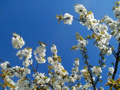 20120401Kirschbluete_Reilingen09