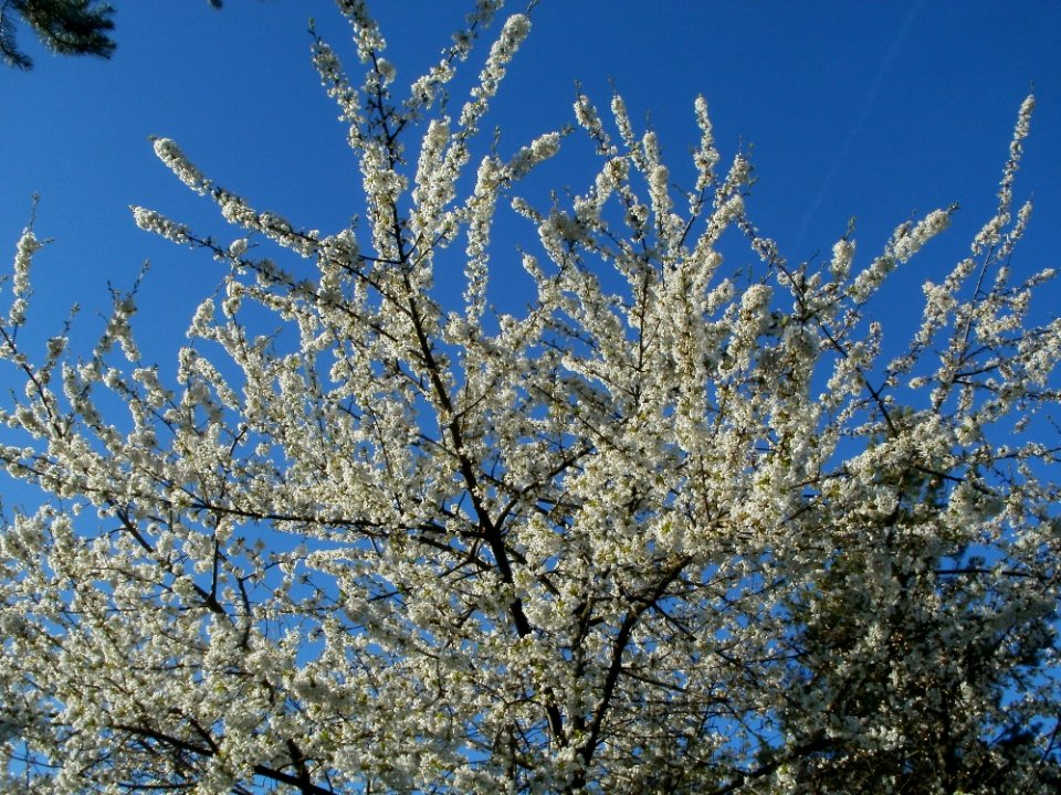 20120401Kirschbluete_Neulussheim01